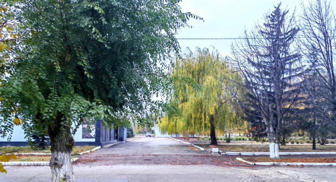 тюльпаны