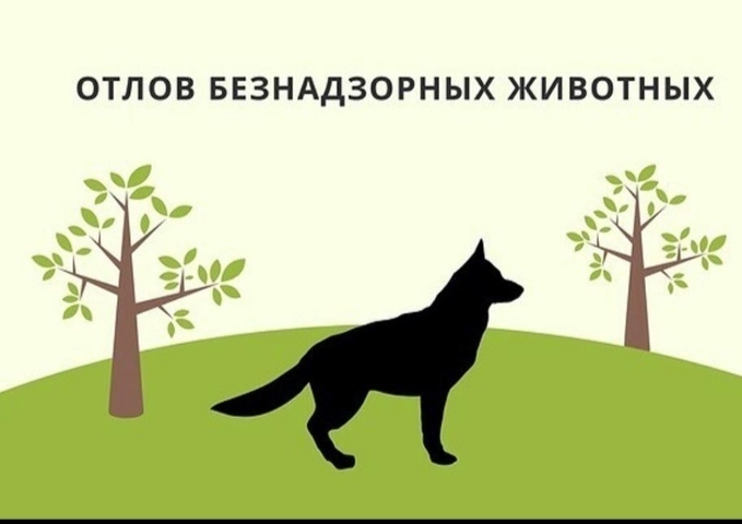Администрация Советского муниципального района  сообщает об отлове животных без владельцев 